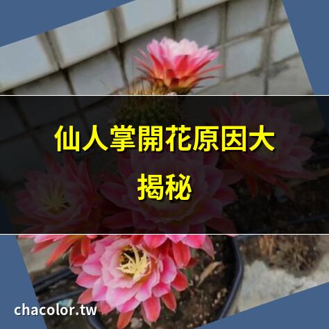 仙人掌為什麼會開花