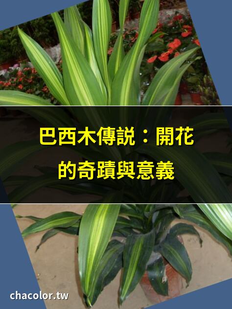 巴西木傳說