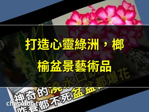 榔榆 盆景 植物 澆水 榆樹