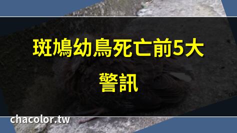 斑鳩幼鳥死前的徵兆