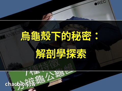 烏龜構造