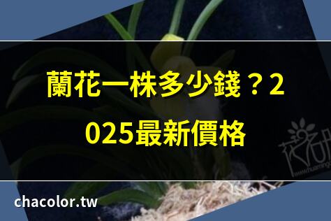 蘭花一株多少錢