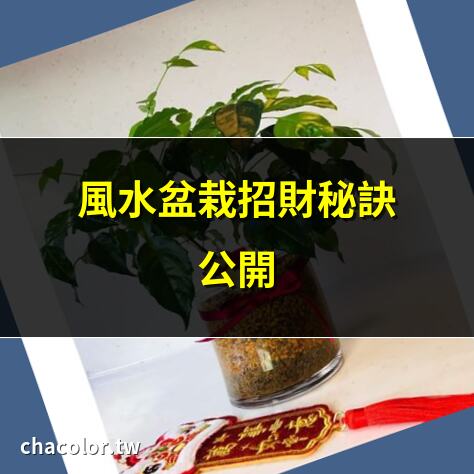 風水盆栽